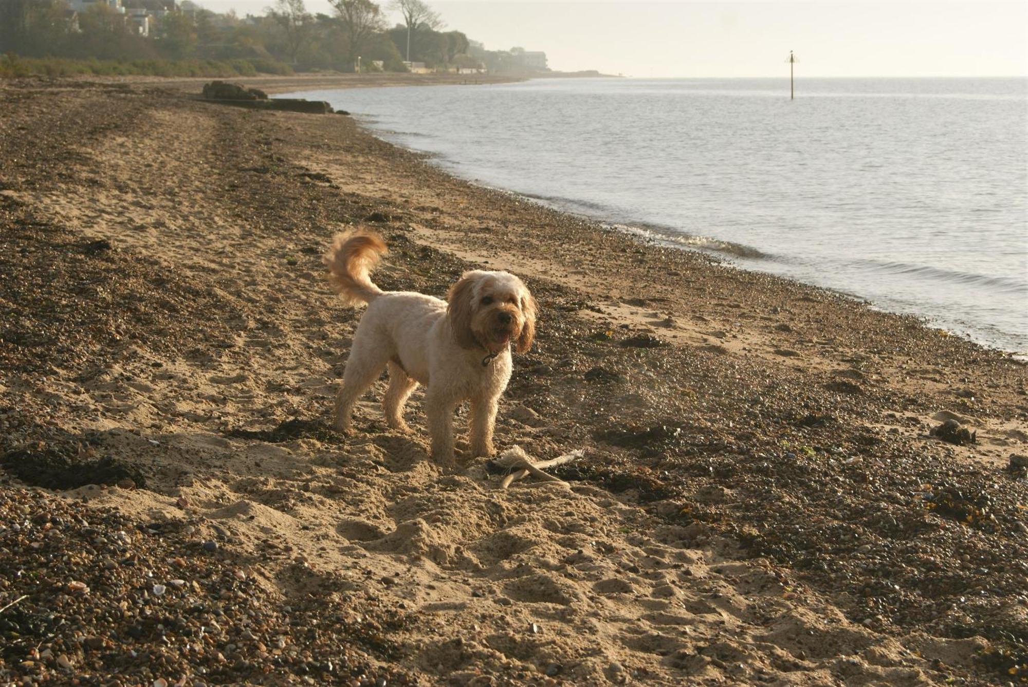 Secret Mersea Retreat - A Stroll From The Anchorage! * West Mersea